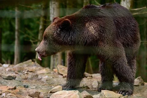 A large brown bear walks through the woods in search of food after hibernatio 스톡 사진