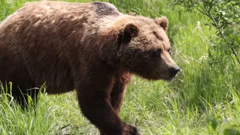 Large Brown Bear Walks Toward Camera 스톡 동영상 170165813