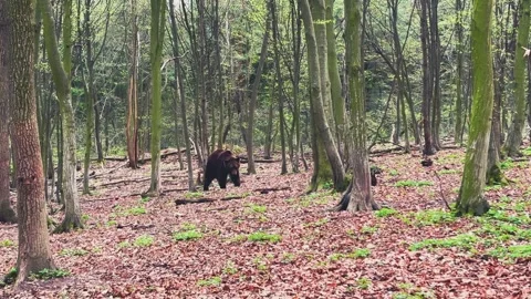 A large brown bear wanders in the middle of the forest. Stock Footage 307219519