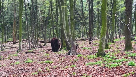 A large brown bear wanders in the middle of the forest. Stock Footage 307219675