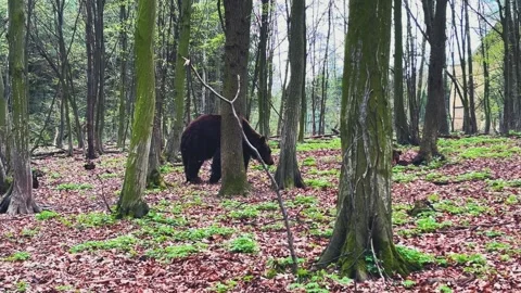 A large brown bear wanders in the middle of the forest. Stock Footage 307219800