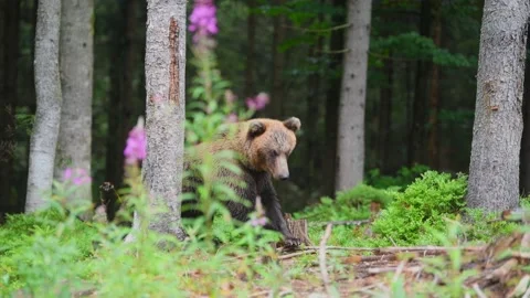 Large brown bear in a wild forest Stock Footage 139671293