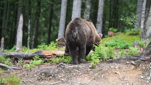 Large brown bear in a wild forest Stock Footage 139671308