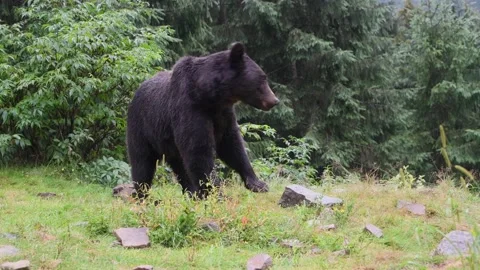 Large brown bear in a wild forest Stock Footage 139671340