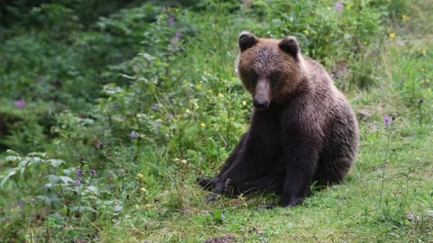 Large brown bear in a wild forest Stock Footage 139671369