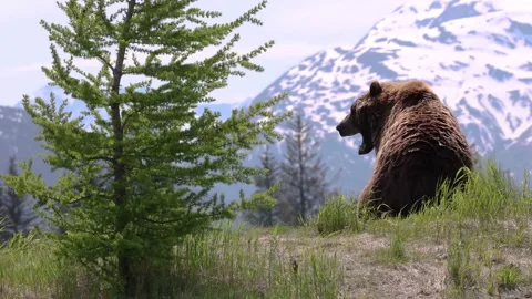 Large Brown Bear Yawns While Sitting On Hilltop In Mountains Stock-Footage 170165814
