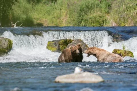 Large brown bears at Brooks Falls 스톡 사진