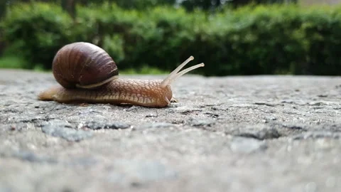 A large brown beautiful grape snail crosses an asphalt road. Slow motion of a Vídeos de archivo 131308717