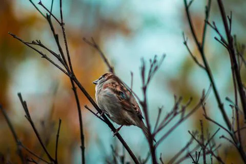 Large brown bird sitting in a tree during the fall at the Frederik Meijer Stock Photos