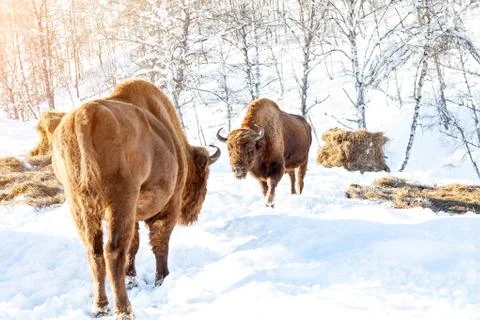 A large brown bison or wall street bull stands with its mouth open in the sno Stock Photos