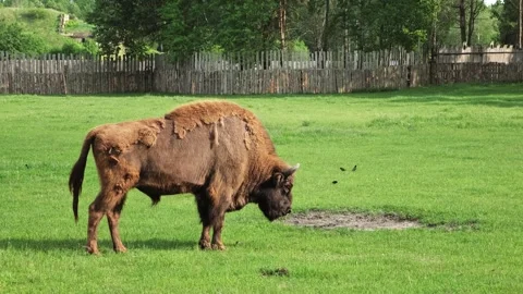 A large brown bison stands on a green grassy field. Zoo life. The animal is Stock Footage 341261153