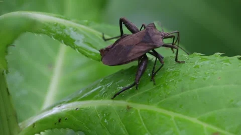 Large brown bugs mating on a green leaf Stock Footage 280170364