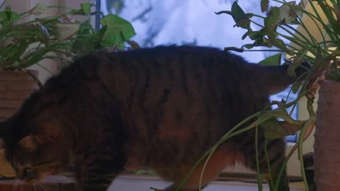 Large brown cat sitting in a cozy winter interior and looking out the window. Wa Video stock 328117963