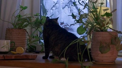 Large brown cat sitting in a cozy winter interior and looking out the window. Wa Video stock 328117969