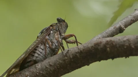 Large brown cicada drinking from a tree branch Stock Footage 162006546