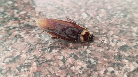 A large brown cockroach on a granite surface. Видео 330173110