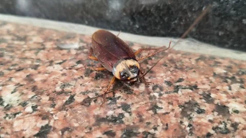 A large brown cockroach on a granite surface. Stock Footage 330173111