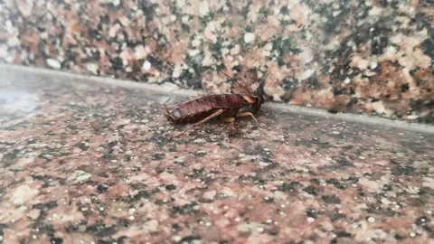 A large brown cockroach on a granite surface. Vídeos de archivo 330173120