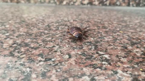 A large brown cockroach on a granite surface. 库存影片 330173121