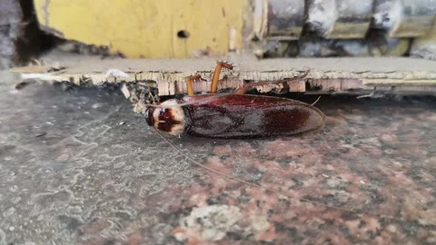 A large brown cockroach on a granite surface. Видео 330173129