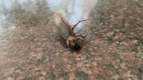 A large brown cockroach on a granite surface. Видео 330173155