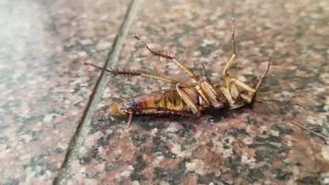 A large brown cockroach on a granite surface. Stockbeeldmateriaal 330173173