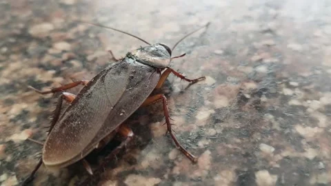 A large brown cockroach on a granite surface. Видео 330173189
