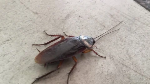 A large brown cockroach on a granite surface. Stockbeeldmateriaal 330173190
