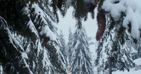 Large brown cone weighs on a spruce Stock Footage 264985751