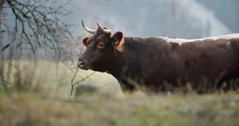 A large brown cow standing on top of a grass covered field Stock Footage 149490715