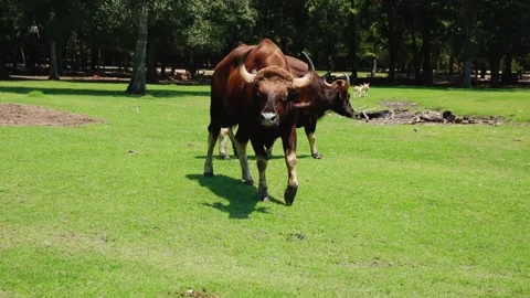 A large brown cow standing on top of a grass covered field Stock Footage 155355207