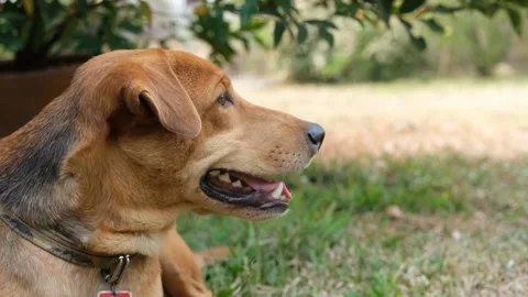 A large brown dog sitting in the grass 库存影片 157873658