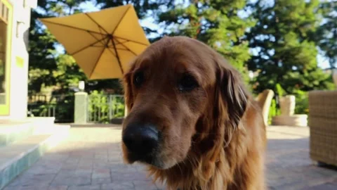 A large brown dog standing on a sidewalk Stock Footage 155356344