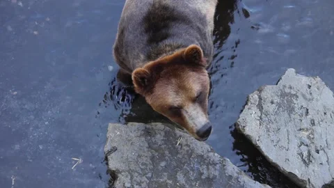 A large brown dog standing in the snow Video stock 155355367