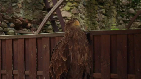 A large brown eagle with a yellow beak stands in front of a wooden fence Stockbeeldmateriaal 311352242