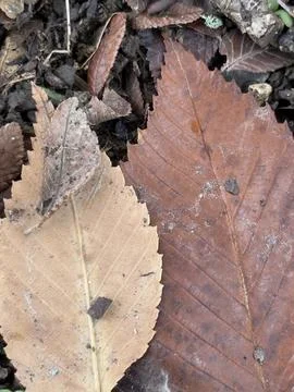 Large Brown Fallen Leaves on Forest Floor Stock Photos