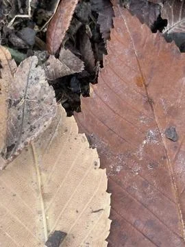 Large Brown Fallen Leaves on Forest Floor Foto stock