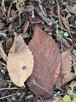 Large Brown Fallen Leaves on Forest Floor Stock Photos