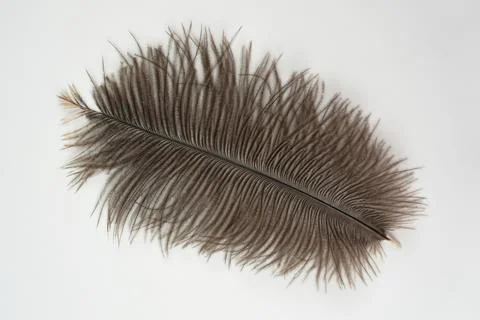 A large brown feather on a white background. Foto stock
