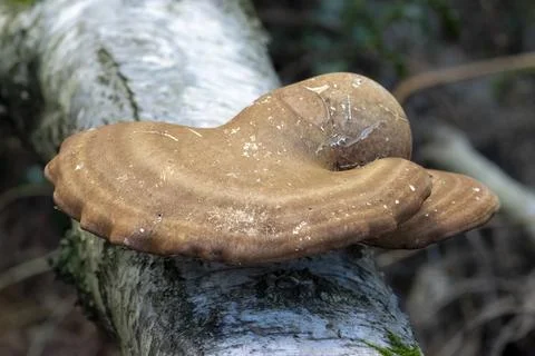 Large brown fungi growing on top of a fallen tree Stock Photos