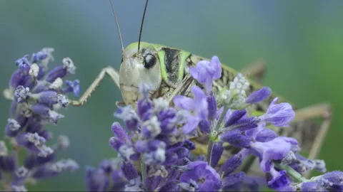 Large brown grasshopper resting on purple Lavandula flowers Stock Footage 341295360