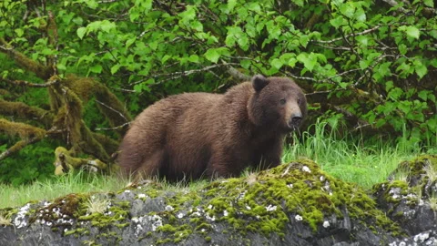 Large Brown Grizzly Bear Drinking Dripping Water from Mouth Looking at 스톡 동영상 139762896