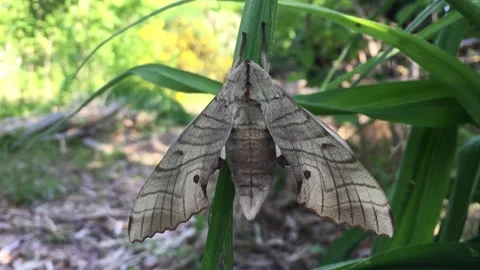 Large brown hawk moth resting on a green leaf Stock Footage 245786797