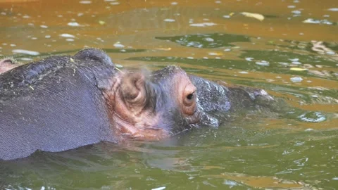 A large brown hippopotamus Stock Footage 283072711