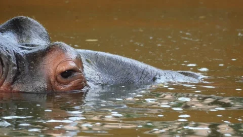 A large brown hippopotamus Stock Footage 283072719