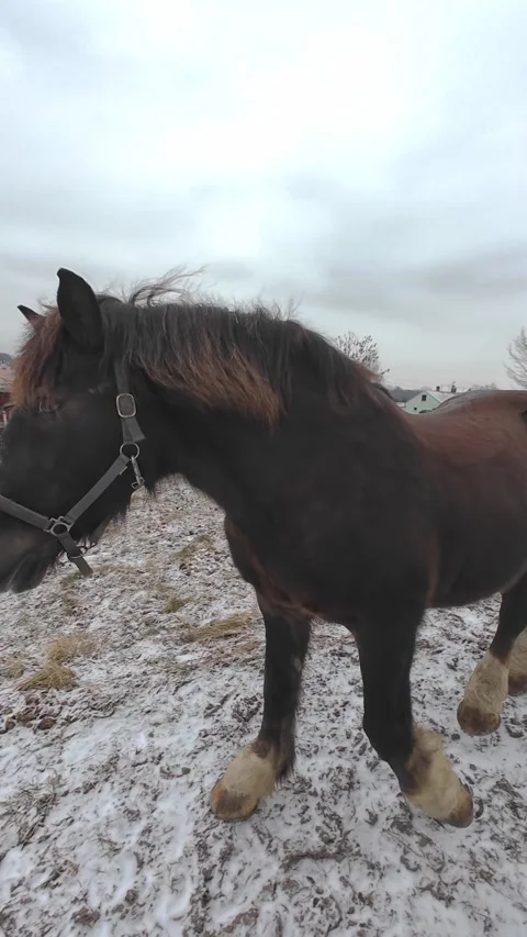 Large brown horse walking around frozen winter farm yard enclosure Stock Footage 328856000