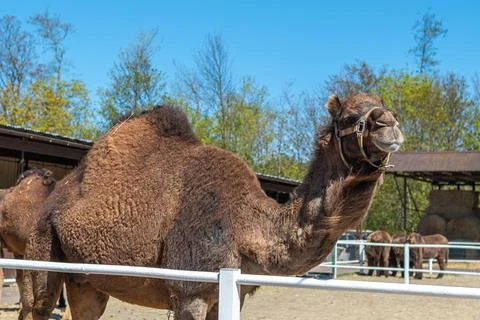 Large brown humped camel on a paddock farm Stock Photos