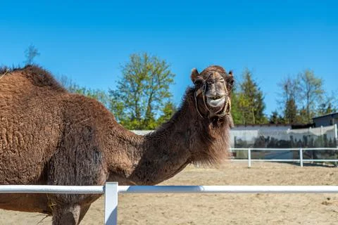 Large brown humped camel on a paddock farm Stock Photos