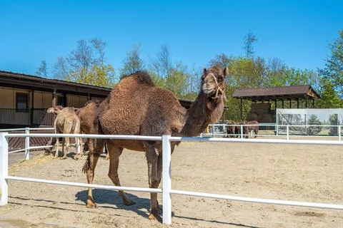 Large brown humped camel on a paddock farm Stock Photos