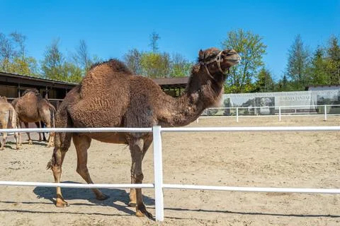 Large brown humped camel on a paddock farm Stock Photos